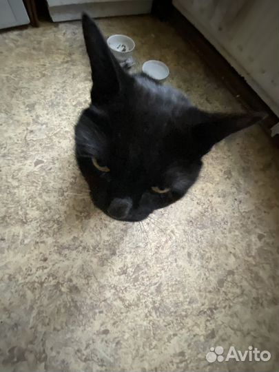 Кот британский в добрые руки