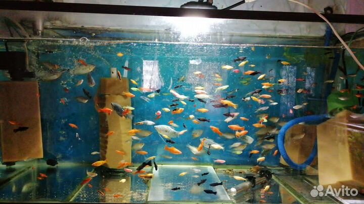 Аквариум