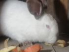Кролики самцы объявление продам