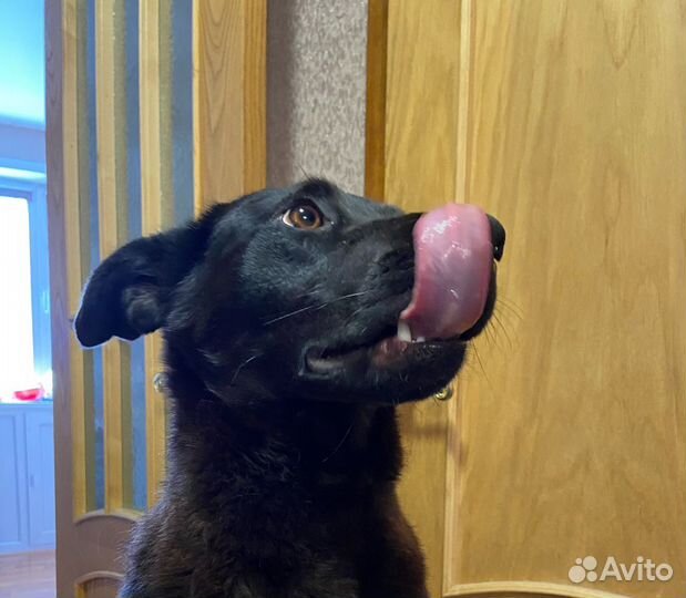 Кнопка / собака