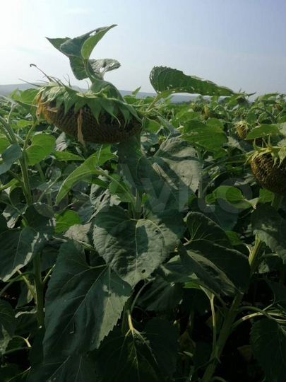 Участок 200 га (СНТ, ДНП)