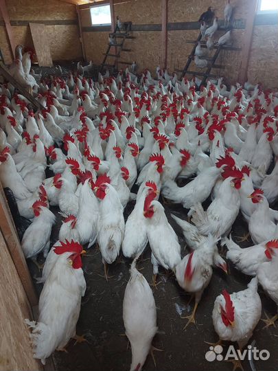 Подрощенные петушки