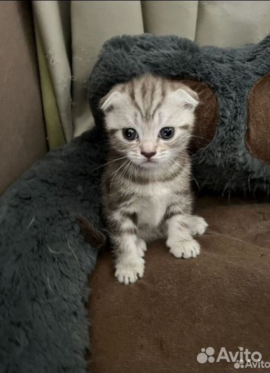 Шотландская вислоухая