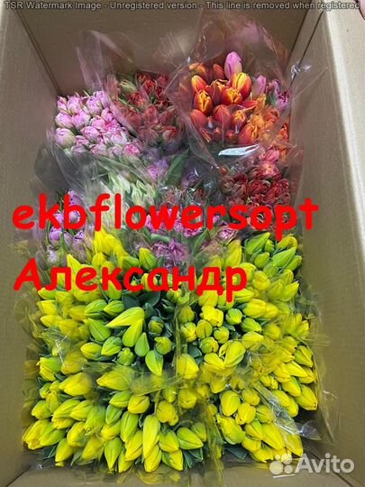 Тюльпан на 8 марта