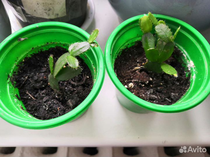 Декабрист, пасхальник, аглаонема, столетник Вера