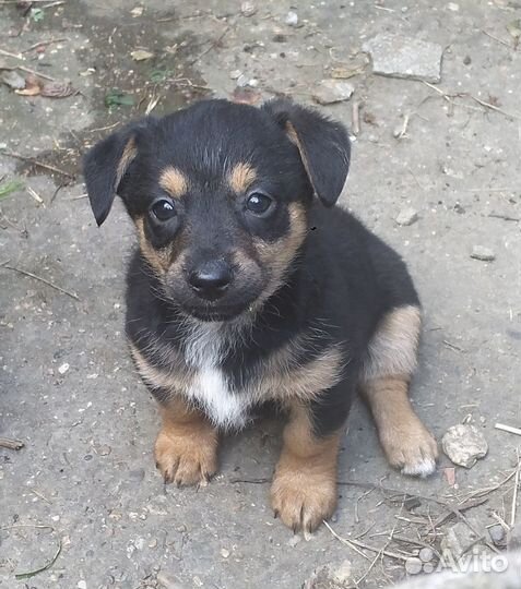 В добрые ручки