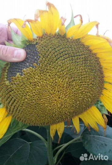 Семена подсолнечника нсх