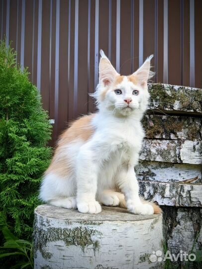 Котёнок Мейн-кун