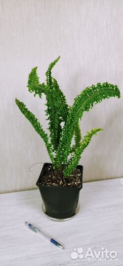 Нефролепис Spiral live (Спираль лив)