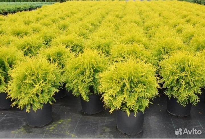 Туя Голден Глоб