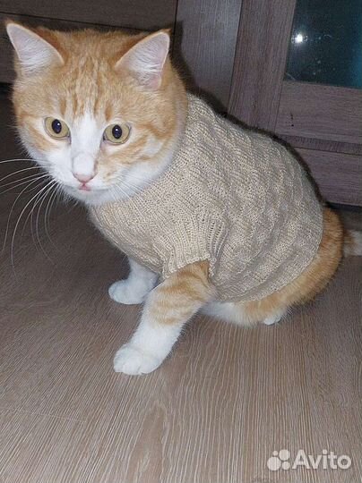 Одежда для котов