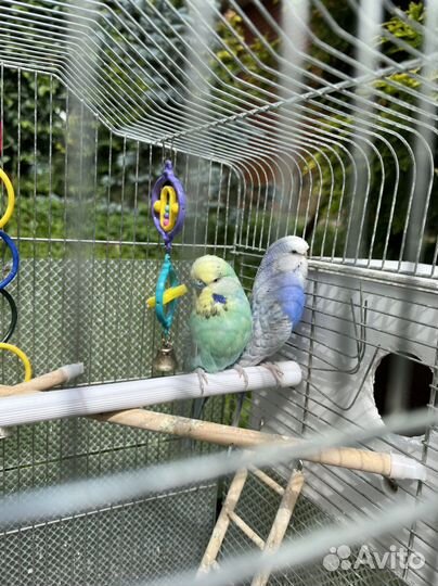 Волнистые попугаи с клеткой