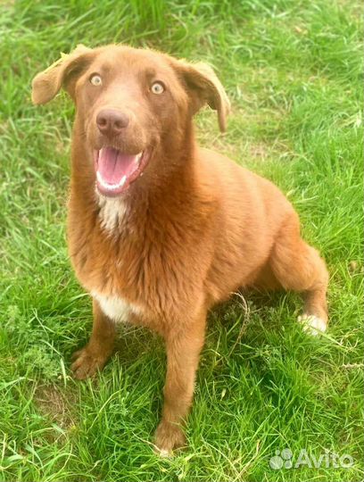 Собака Шоколадка