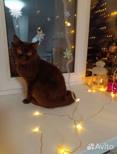 Шотландская кошка бесплатно