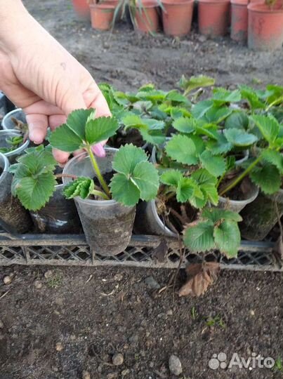 Саженцы клубники купчиха