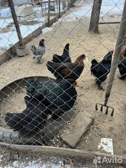 Порода кур кохинхины