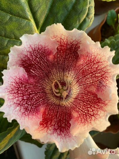 Глоксиния лист