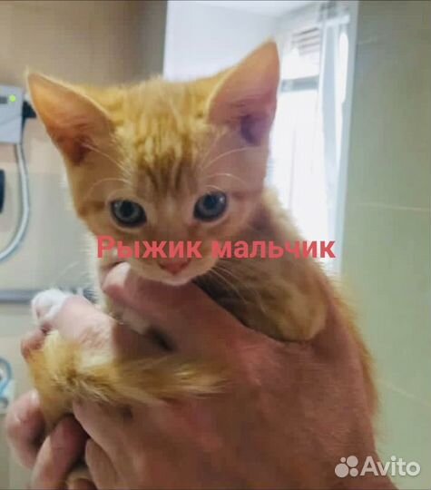 Котята бесплатно