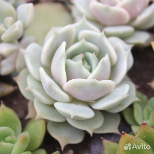 Lola суккулент