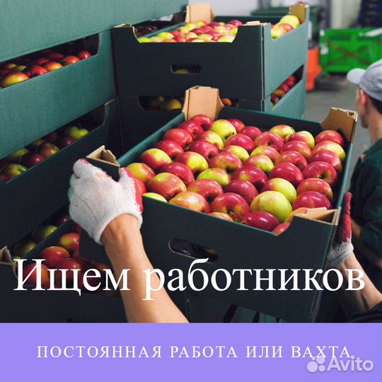 Упаковщик сборщик