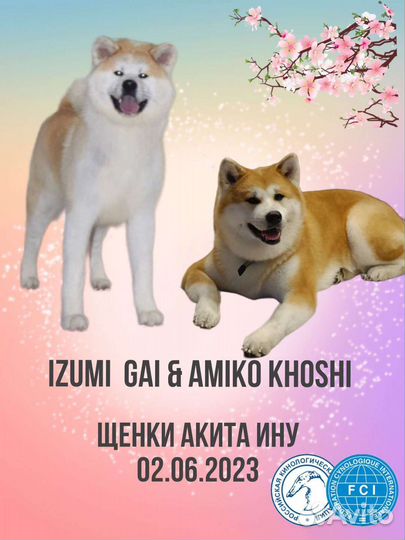 Щенки акита ину
