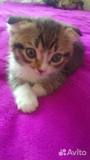 Вислоухие котята