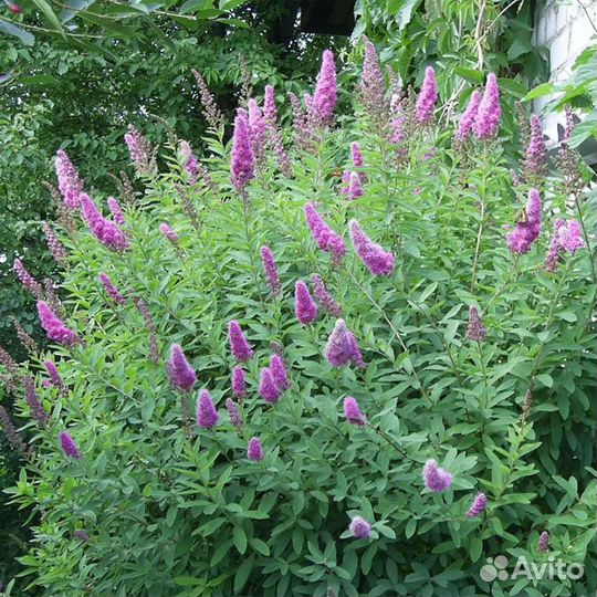 Спирея иволистная, кустарник