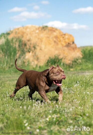 Американский булли шоколадный трик. Вязка