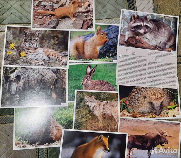 Детям о лесных животных