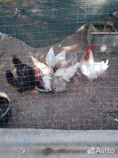 Куры несушки