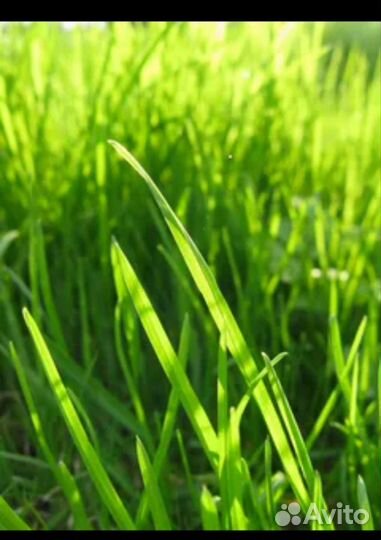 Покос травы