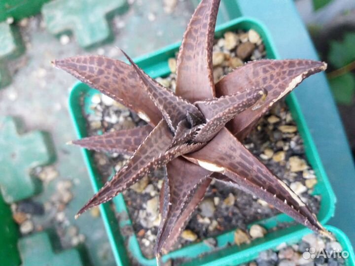 Суккуленты для флорариума