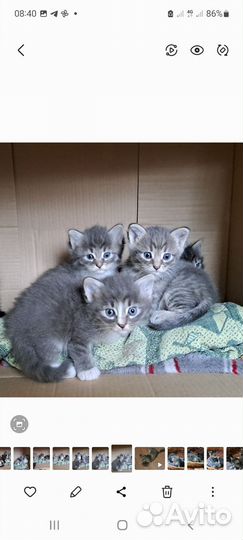 Котята в добрые руки