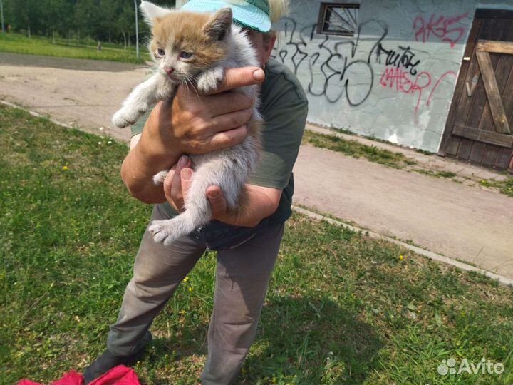 Бездомные котята очень нуждаются в семье