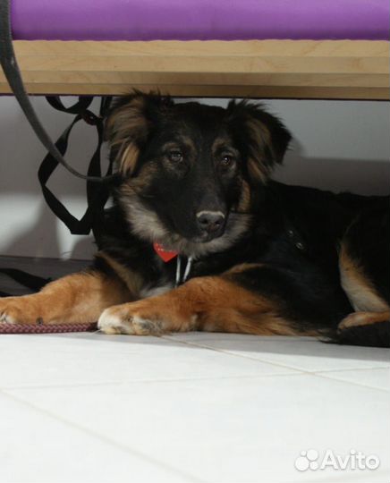 Собака подросток за решеткой без ласки