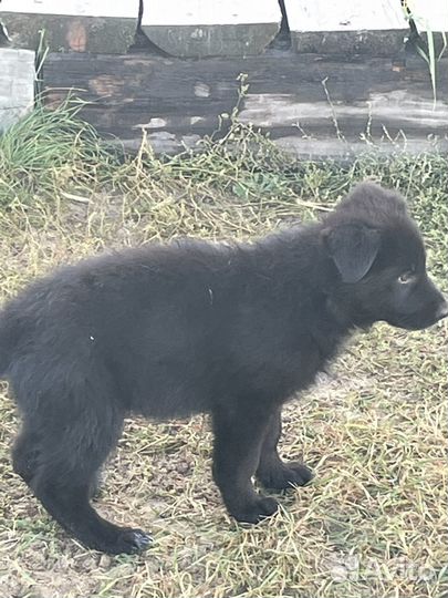 Щенки немецкой овчарки