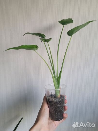 Алоказии Куккулата