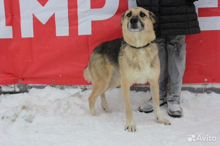 Небольшой весёлый пёс ищет семью