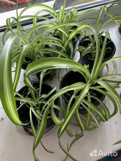 Хлорофитум