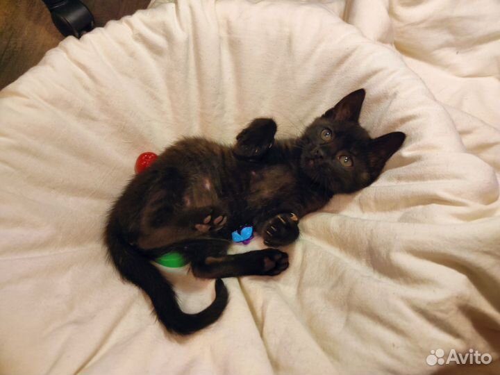 Черный котенок в добрые руки