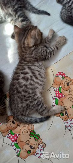 Бенгальские котята