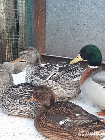 Дикие утки