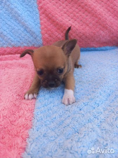Щенок чихуахуа мини девочка