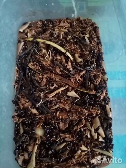 Жук знахарь лечебный