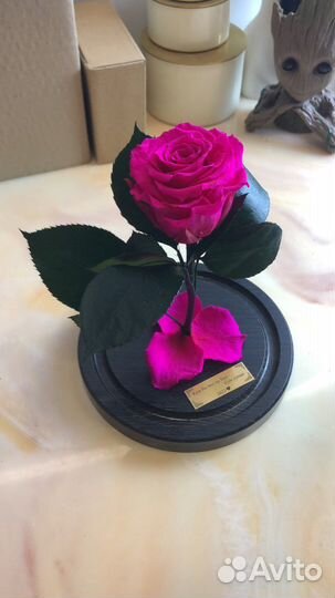 Настоящая роза из «Маленького Принца»