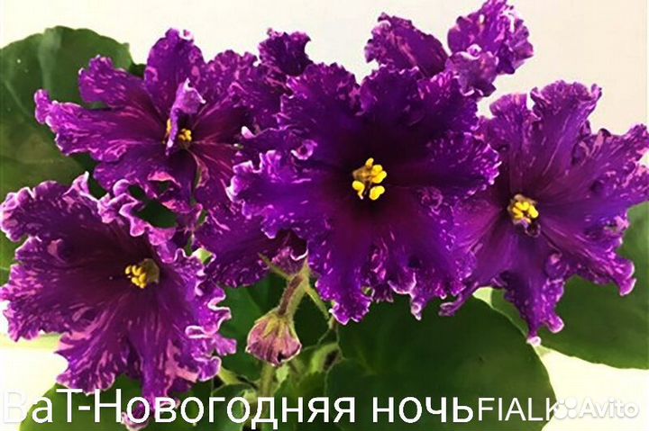 Детки фиалок