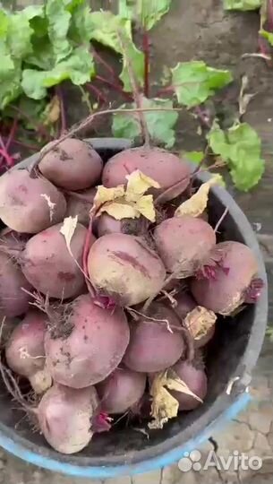 Свекла Оптом урожай 2024 в Краснодарском крае