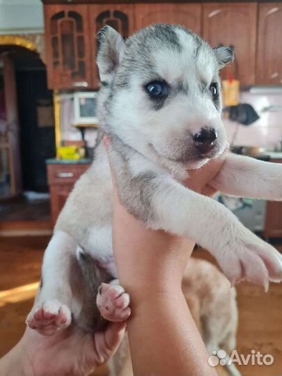 Продам хаски