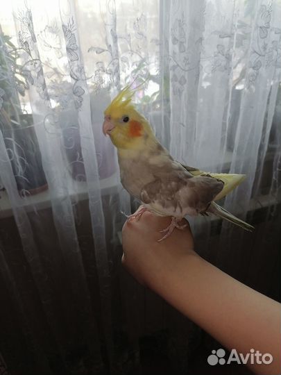 Самка Кореллы