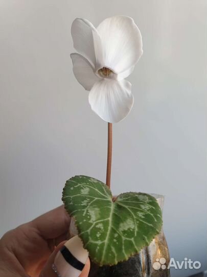 Декабрист, цикломен, кактус